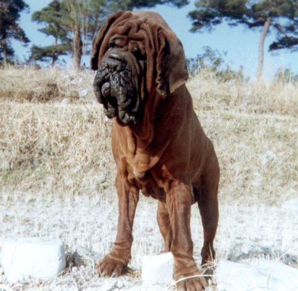 Napolitansk Mastiff